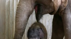 Baba, körülvéve anyasági ellátás és szerelem (23 fotó)