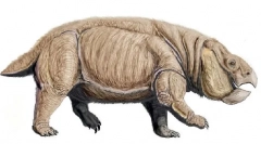 Dicoenonts