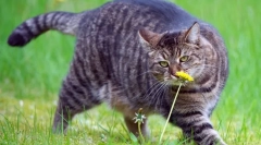 Macska diéta az elhízásban