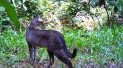 Vad arany macska és jellemzői