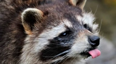 Vad és házi rohamok (8 fotó)