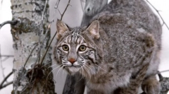 Vad macskák eurázsia