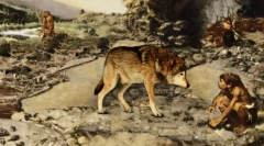 Vadon élő kutyák vad ősei: a farkasokhoz hasonló sziklákra