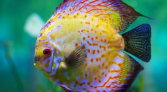 Diszkó (symphysodon)