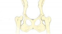 A csípőízületek megjelenítése kutyáknál: diagnózis, kezelés és előrejelzések