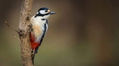 Közép-európai dupla