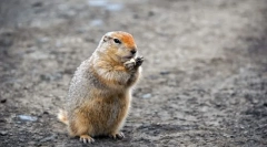 Hosszú halott suslik