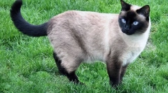 Milyen macskák bajusz?