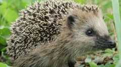 Amelyre néhány állat tűk?