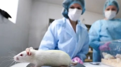 Mi szükséges a patkányok kasztrálásával és sterilizálásával, költséggel, hogyan működik a művelet