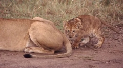 Hogy milyen állatok farok?