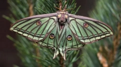 Napi és éjszakai pillangók