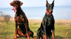 Doberman pinscher (fotó): mindent az önzetlen dedikált fajtatulajdonos jellemzői
