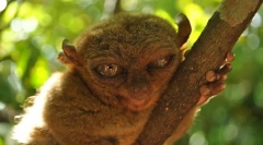 Tarsier