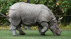 Home robs (mini és standard)