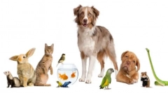 Házi háziállatok, akiknek van, ha a kutya és a macska már van