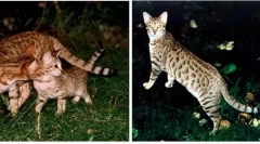 Házi macskák a vademberből származnak