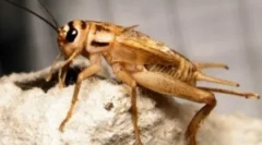 Kezdőlappárnák: mit néz az élet és a megjelenés