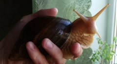 Csúcs: szokatlan kisállat gondozása és tartalma