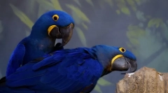 Házi papagájok, 10 legjobb papagáj háztartási fajták