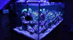 Házi akvárium