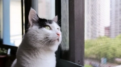 Házi rövidszőrű macska