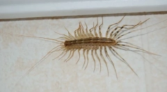 Home mukholovka: ismerkedés szomszédokkal