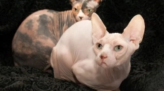 Don sphinx (fotók): kedves és játékos macska ruhák nélkül