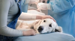 A sterilizálás előnyei és hátrányai