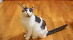 A macskák képzése