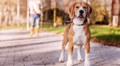 Kutya képzés otthon: a siker titkai