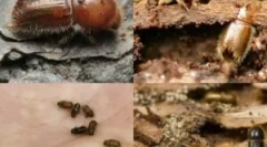 Fából készült faházban, és hogyan lehet megszabadulni tőlük