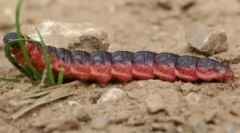 Az árú szagtalan és kár, gyulladt