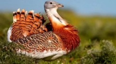 Cseppek. A madarak családja