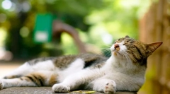Drertal a macskák számára: a gyógyszer bizonysága és ellenjavallása