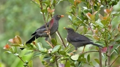 Drozd (baromfifotó): erdei énekes gazdag repertoárral