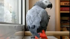 Pernate és pop star duet: videó, ahol papagáj énekel az ani lorak-t