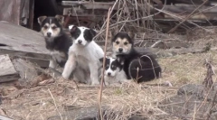 Poragian - nem mondat!