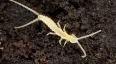 Két 2. Leírás és életmód