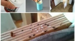 Kémények a bedbugs-tól