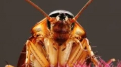 Kémények a csótányokból