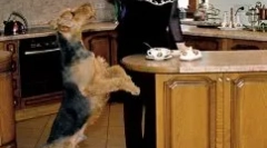 Elena malysheva és kutyája - egy dedikált kutya charles