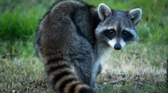 Raccoon stroskun (fotó): kíváncsi állati fidet