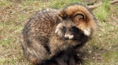 Retal kutya: vad és otthon