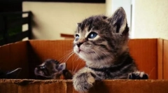 Ha találtál egy cica az utcán