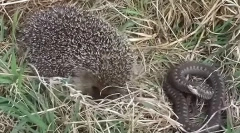 A hedgehog kígyókat és egereket eszik