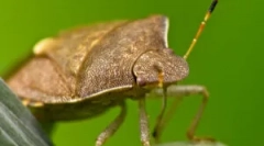 Természetes ellenségek klopov