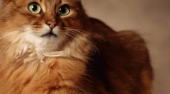 Eukanuba: szarvasmarha a legmagasabb minőségi macskákért