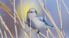 Európai fehér lazorovka