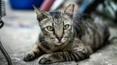 Európai rövidszőrű macska